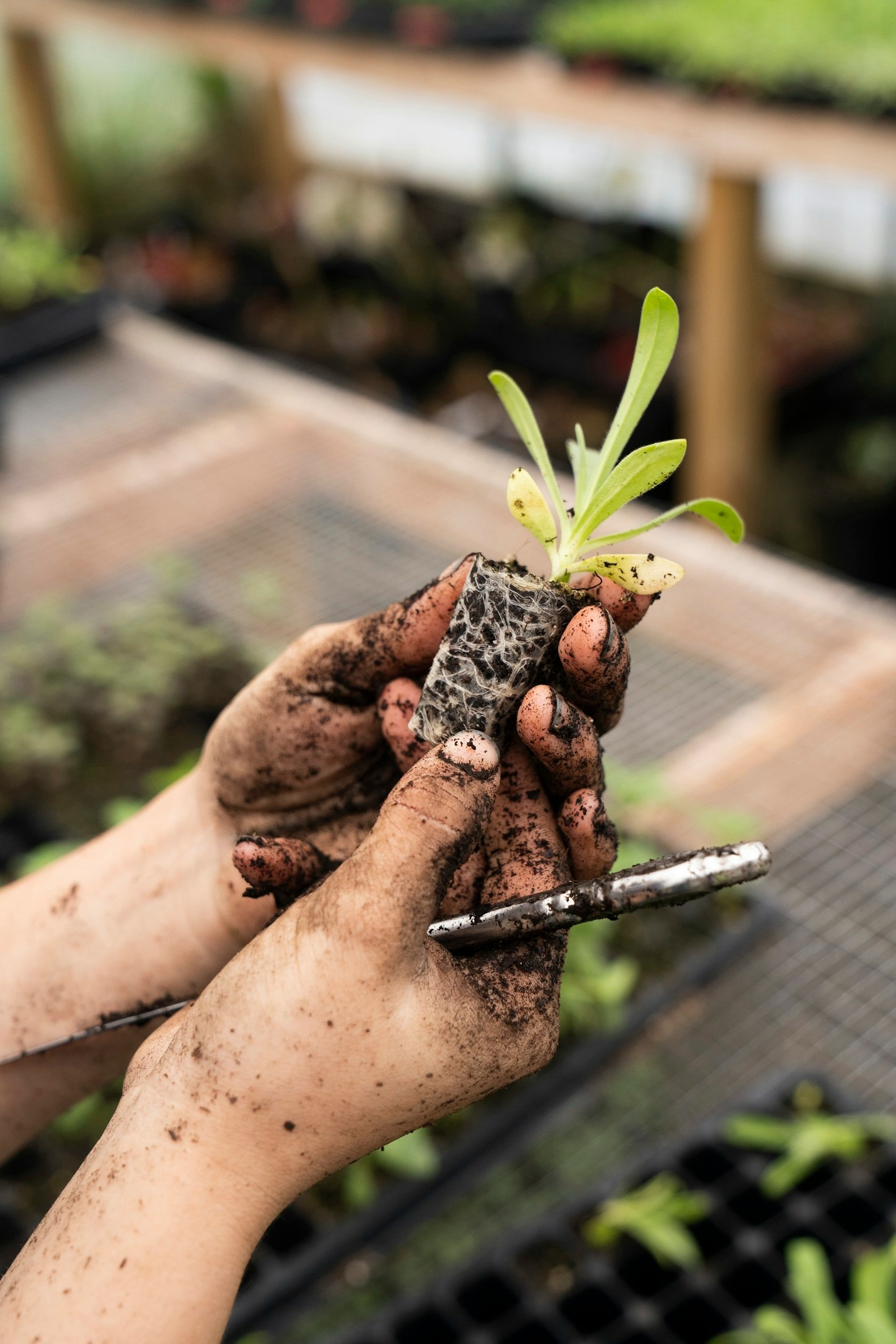 Come proteggere la biodiversità in Sicilia